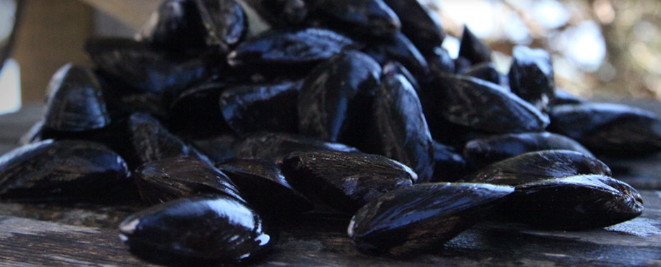 Atlantic Aqua Farms Frozen PEI Mussels