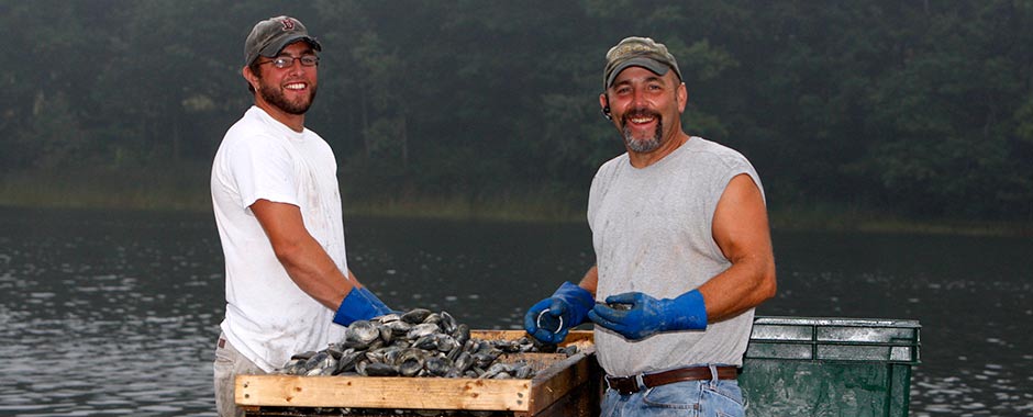 Hard Shell Clams
