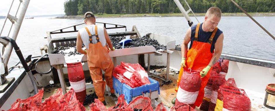 Wild Maine Blues Mussels
