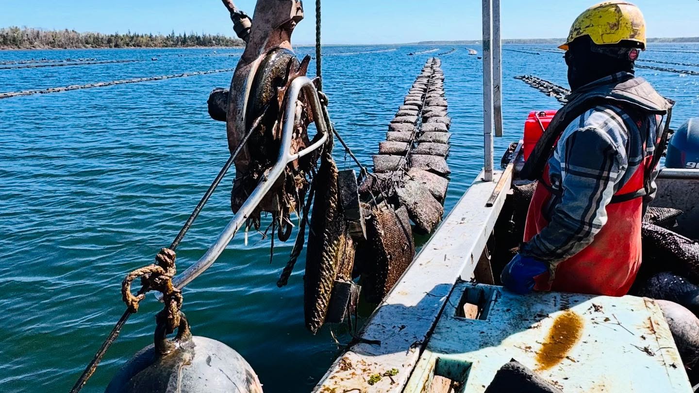 Crew hauling oyster lines from the boat