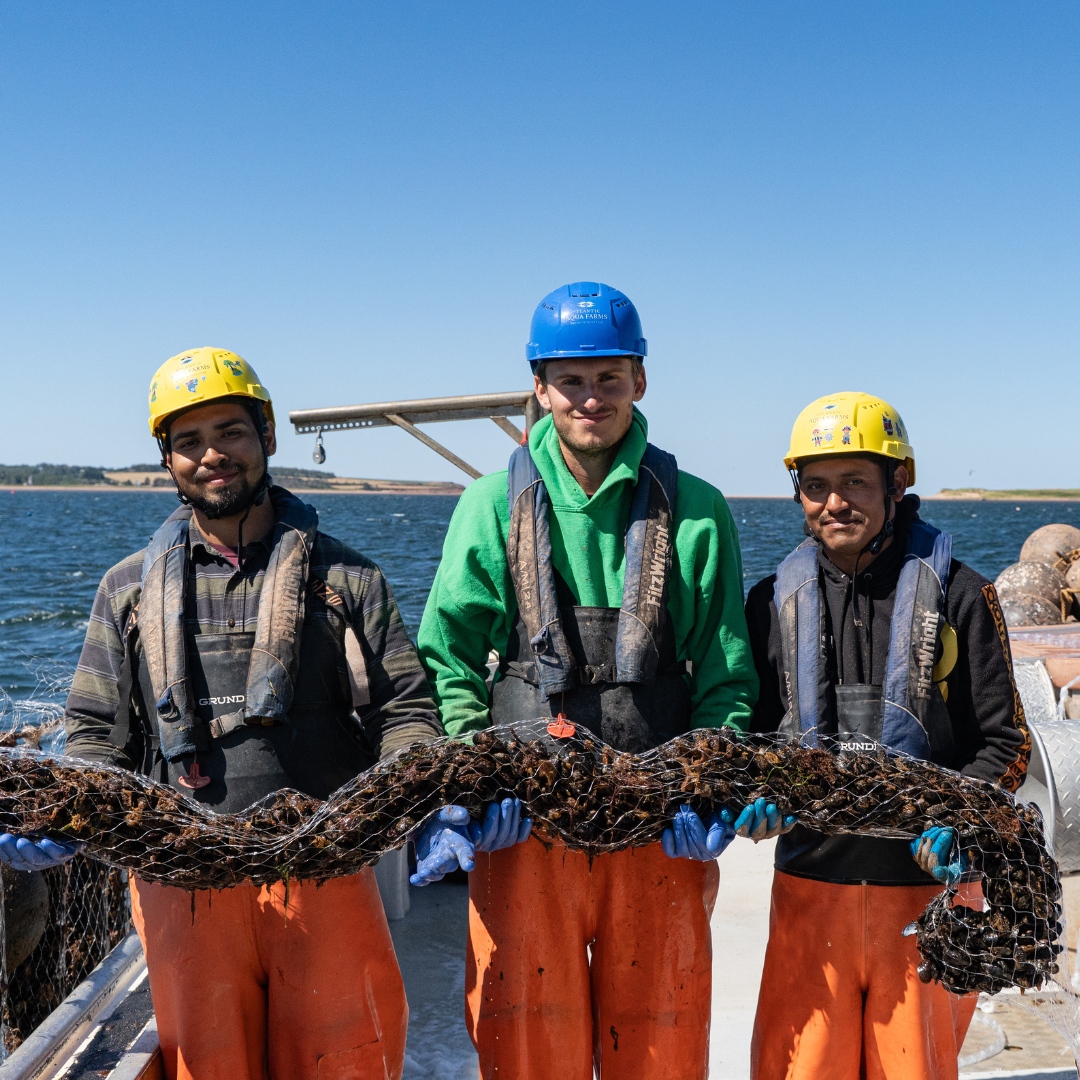 Three crew members on a harvesting boat holding a mussel net