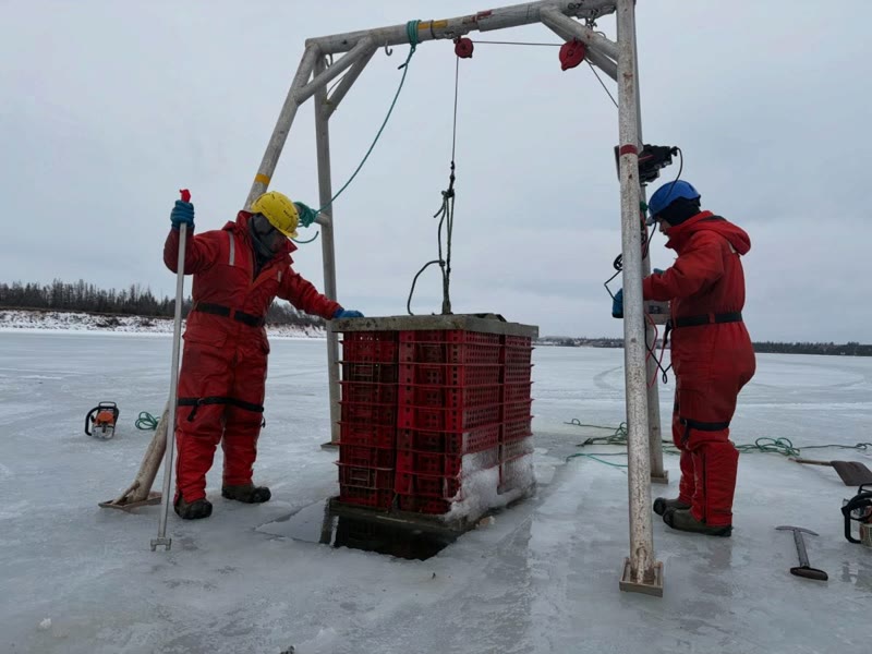 Workers harvesting oysters through ice in winter on a frozen PEI bay