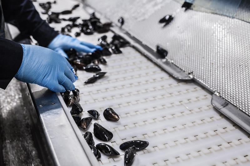 Hands in blue gloves carefully sorting mussels on a conveyor belt