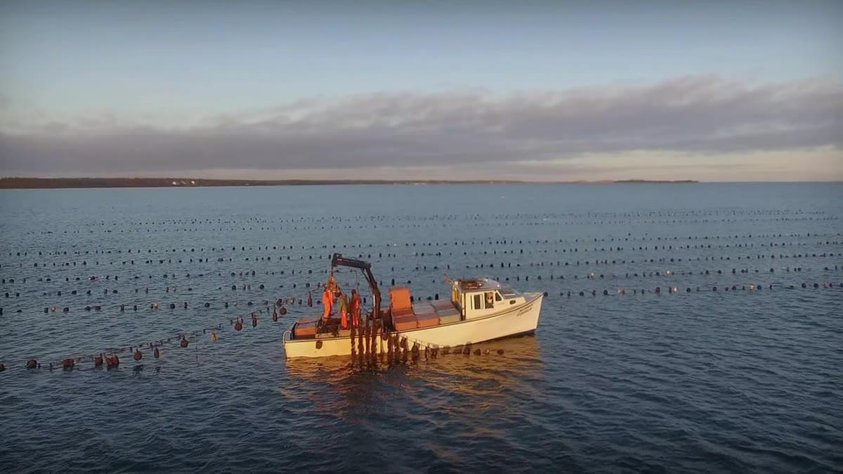 Harvesting boat and crew working in a PEI bay at sunset